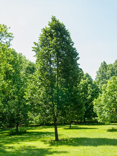Boulevard Basswood (Tilia americana)